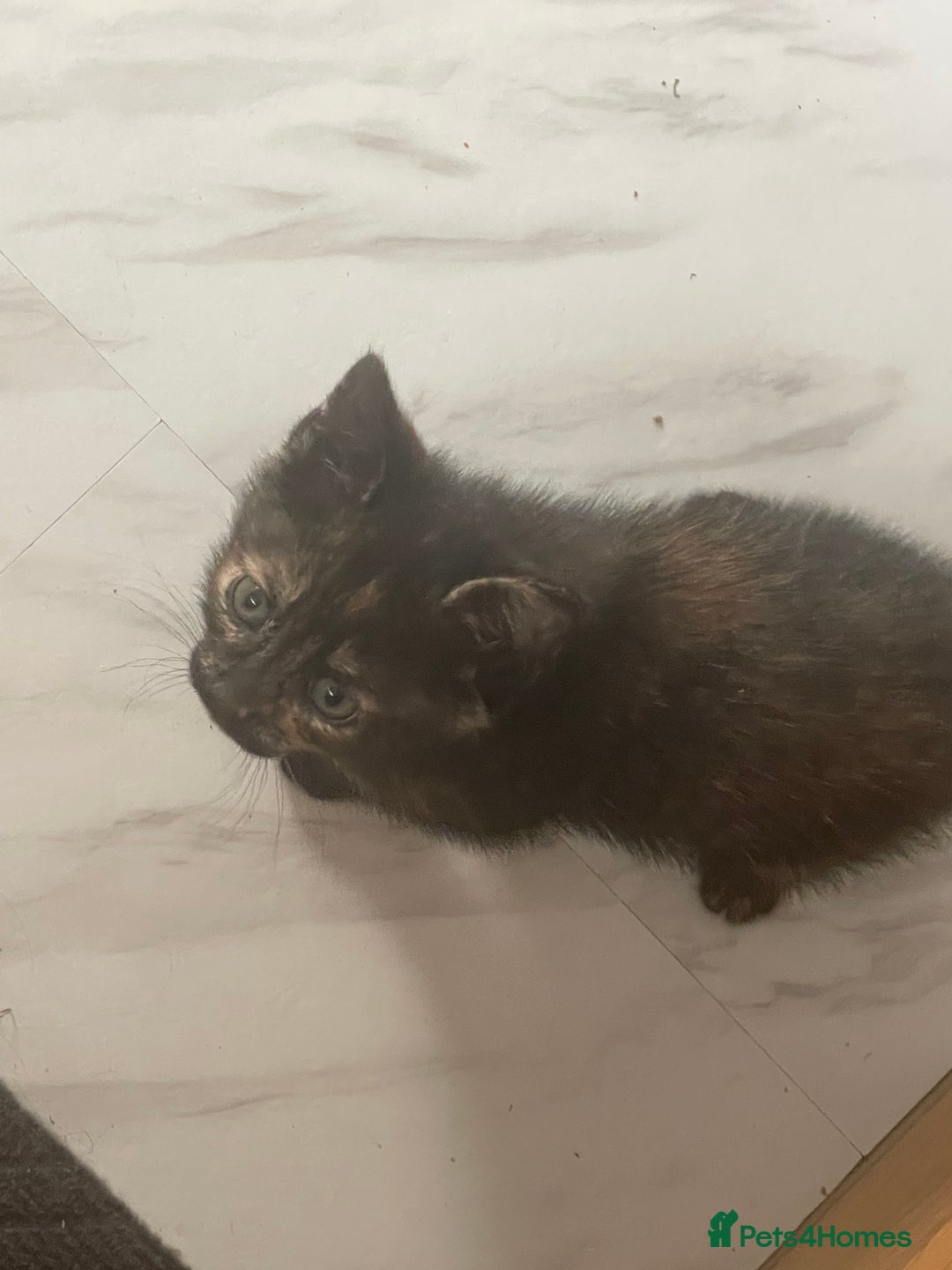 Mixed Breed cats for sale: 4 beautiful mixed / BSH kittens  - Image 9