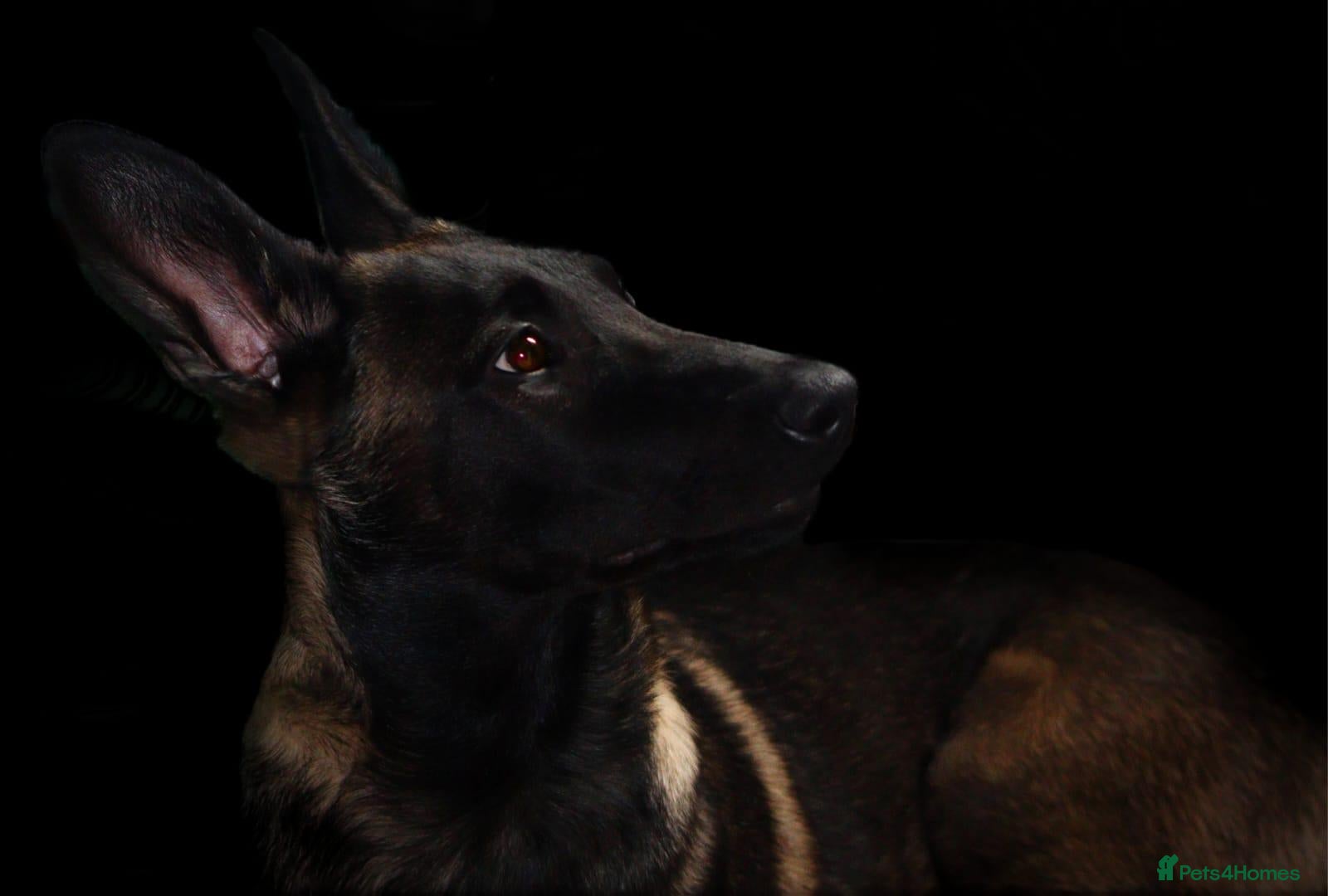 Belgian Shepherd Dog dogs Raven Belgian Malinois  - Advert 6