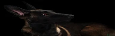 Belgian Shepherd Dog 1