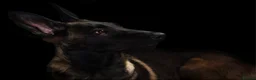 Belgian Shepherd Dog dogs for sale: Raven Belgian Malinois  - Advert 1