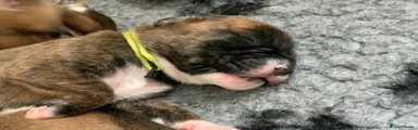 Boxer Puppy 7