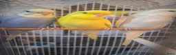 Budgerigars birds for sale: Budgies for sale Birmingham  - Advert 3