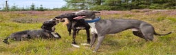 Whippet dogs for stud: Classy Smart Blue Boy 19.5tts.Sportingbred. - Advert 24
