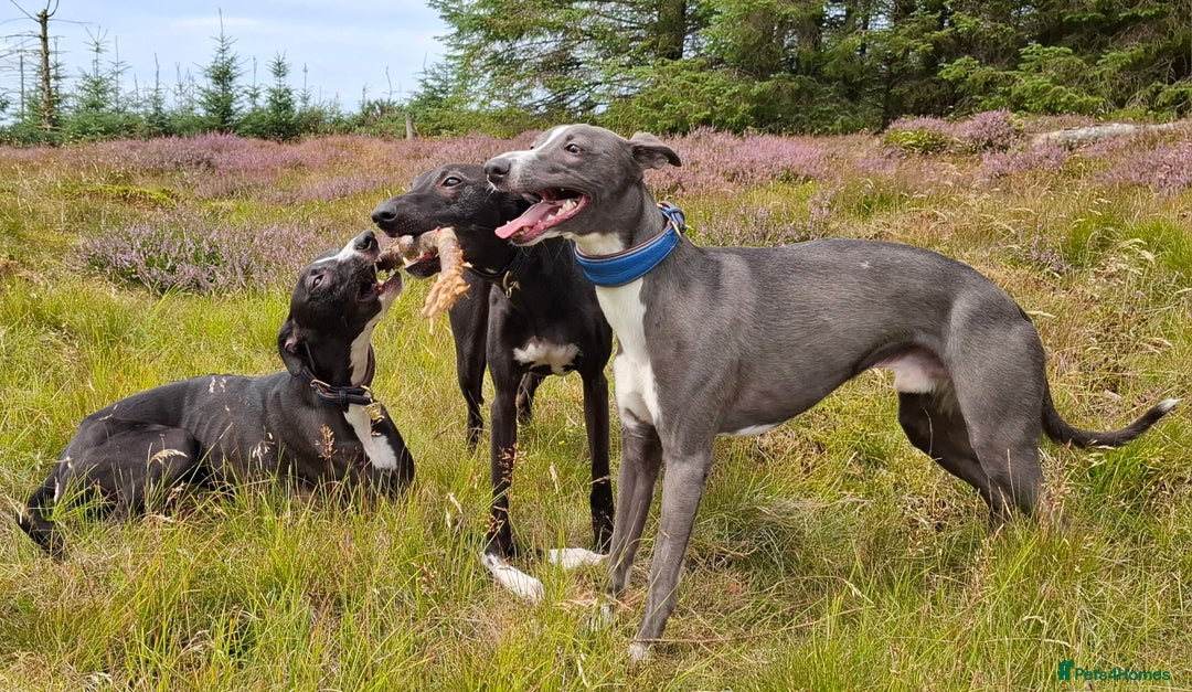 Whippet dogs for stud: Classy Smart Blue Boy 19.5tts.Sportingbred. - Image 25