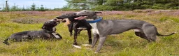 Whippet dogs for stud: Classy Smart Blue Boy 19.5tts.Sportingbred. - Advert 25
