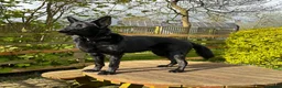 German Shepherd dogs for sale: Laado - gentle loving girl German shepherd in Leicester - Advert 4
