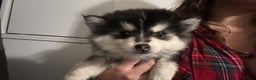 Pomsky dogs for sale: F4 tiny pomsky pups REDUCED need homes now - Advert 9