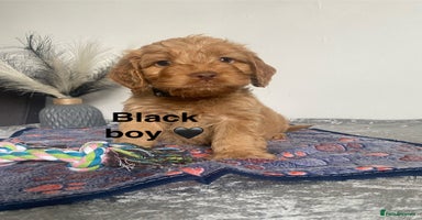 Cockapoo dogs - Advert 14