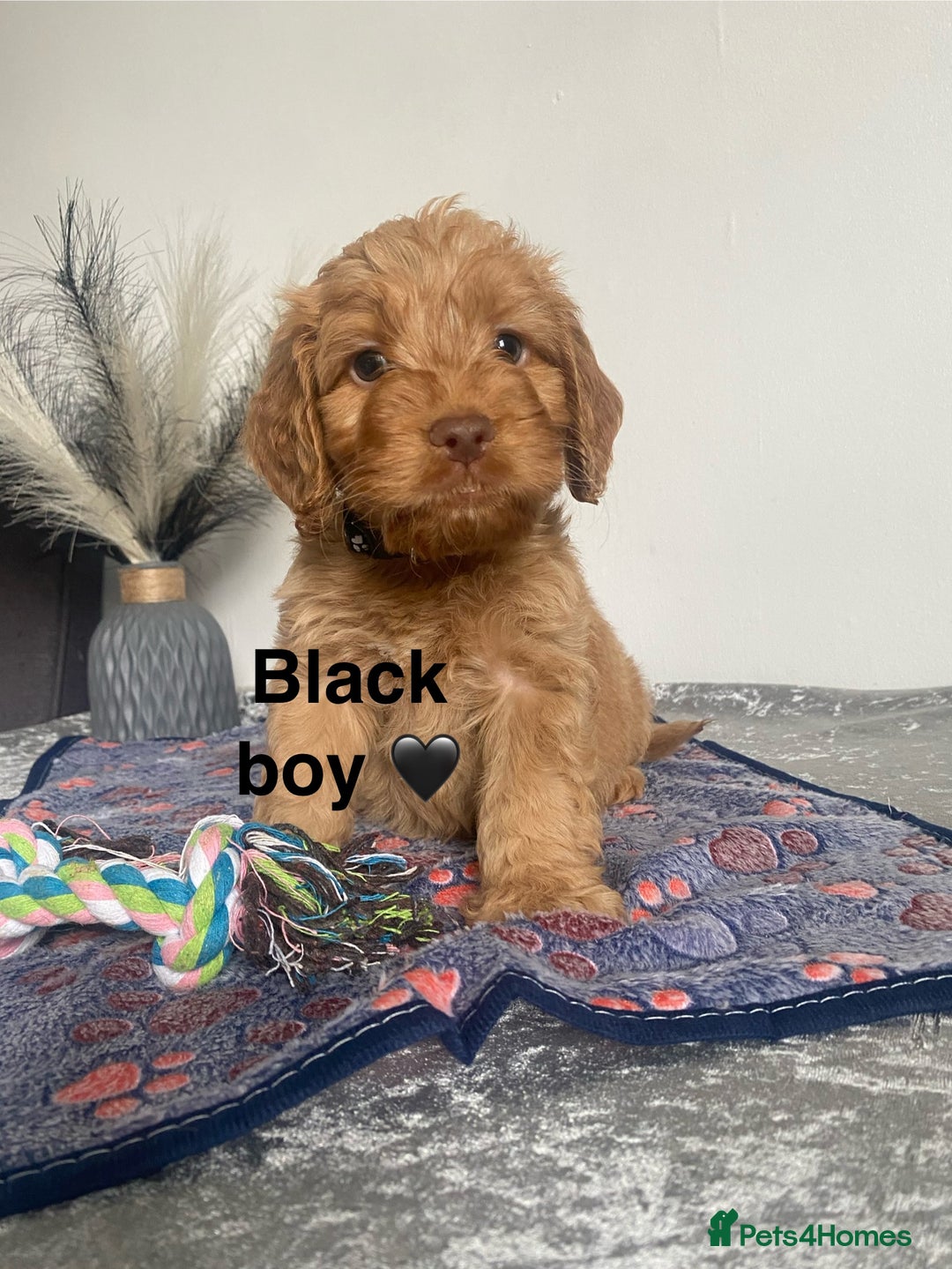 Cockapoo dogs for sale: Cockapoo  - Image 5