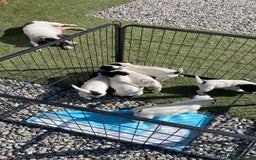 Jack Russell dogs for sale: Jack Russell pups  - Image 5