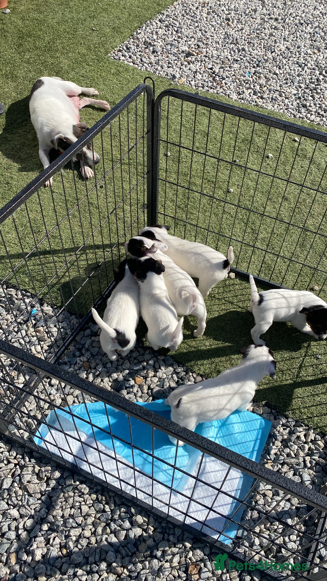Jack Russell dogs for sale: Jack Russell pups  - Image 5