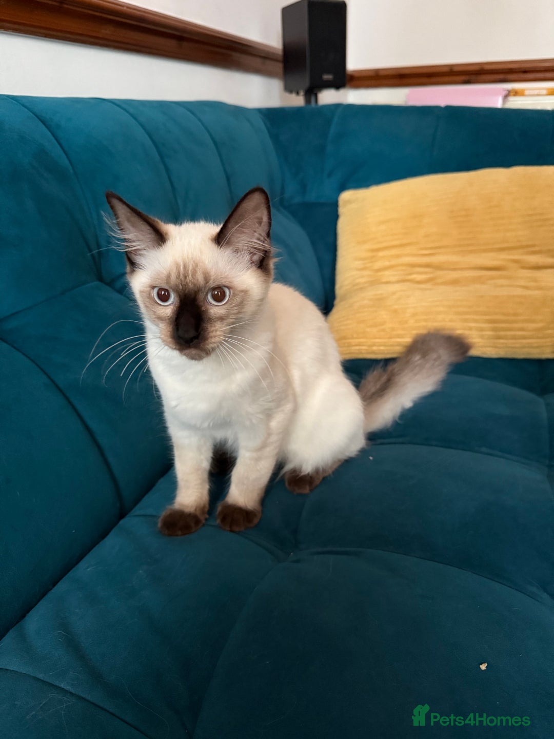 Ragdoll cats for sale: Ragdoll kittens for sale  - Image 21