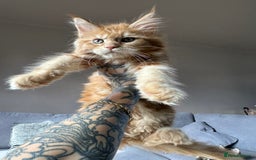 Maine Coon cats for sale: TICA registered Maine Coon kittens  - Image 3
