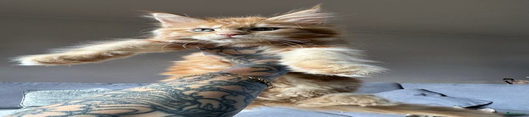 Maine Coon Kitten 1