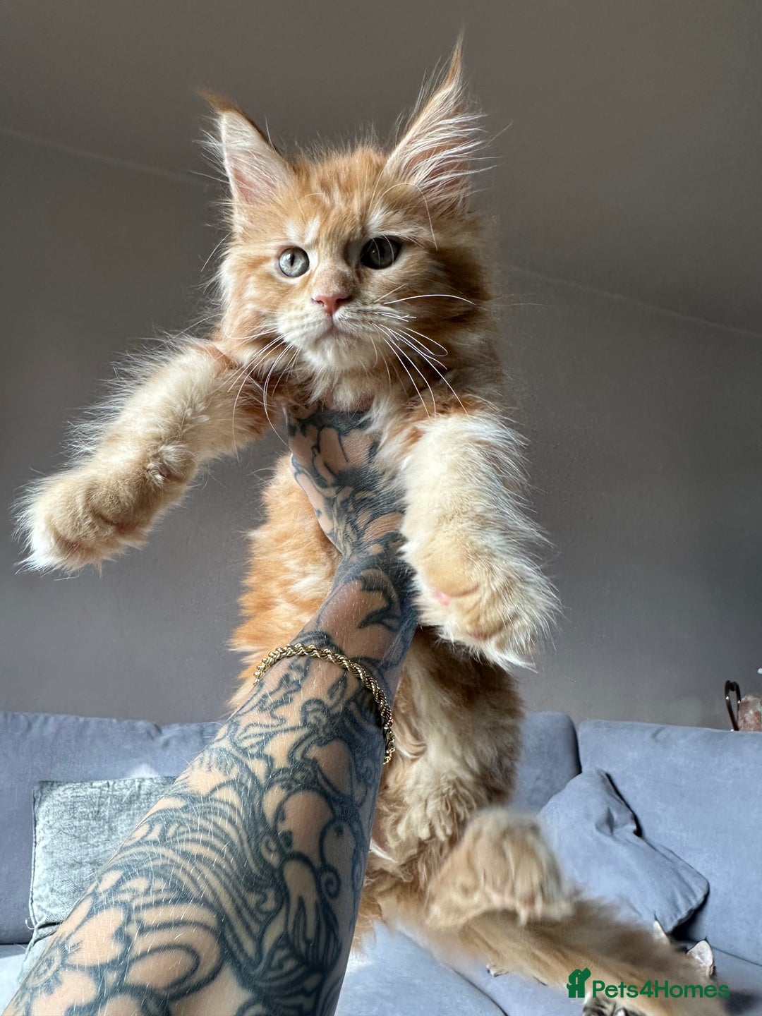 Maine Coon cats for sale: TICA registered Maine Coon kittens  - Image 3