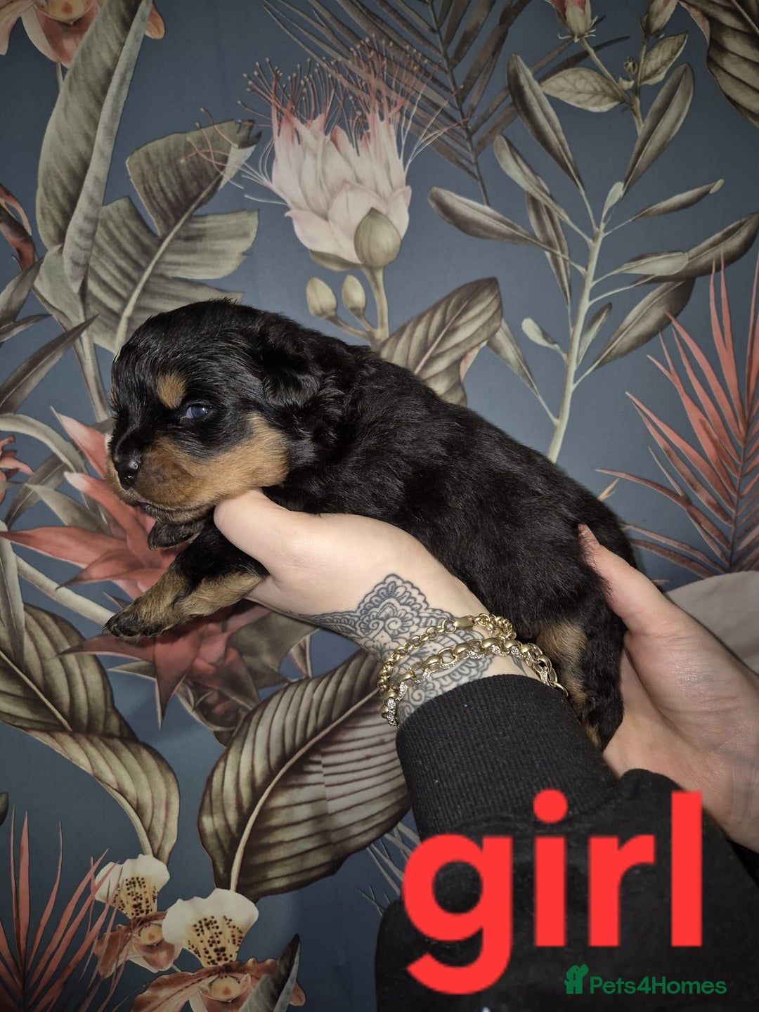 Rottweiler dogs for sale: Exceptional KC Registered Rottweiler - Advert 1