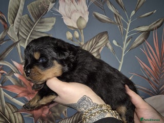 Rottweiler dogs Exceptional KC Registered Rottweiler - Advert 15