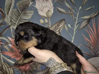 Rottweiler dogs Exceptional KC Registered Rottweiler - Advert 8