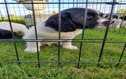English Springer Spaniel dogs for sale: 3 male Springer Spaniel pups KC Reg and Pedigree - Image 20
