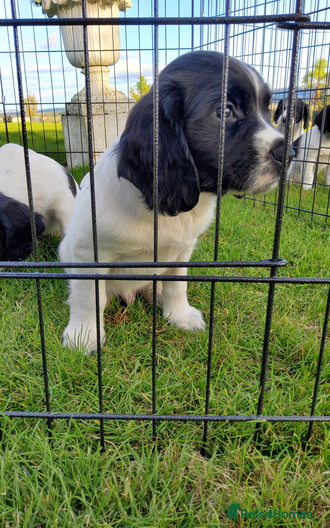 English Springer Spaniel dogs for sale: 3 male Springer Spaniel pups KC Reg and Pedigree - Image 20