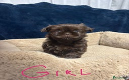 Shih Tzu dogs for sale: Imperial Shih Tzu Ready to leave - Image 6