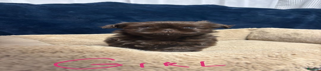 Shih Tzu Puppy 2(Bonnie} 