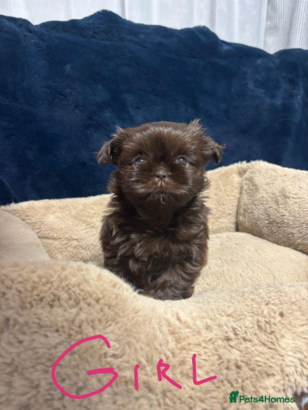 Shih Tzu dogs for sale: Imperial Shih Tzu Ready to leave - Image 6