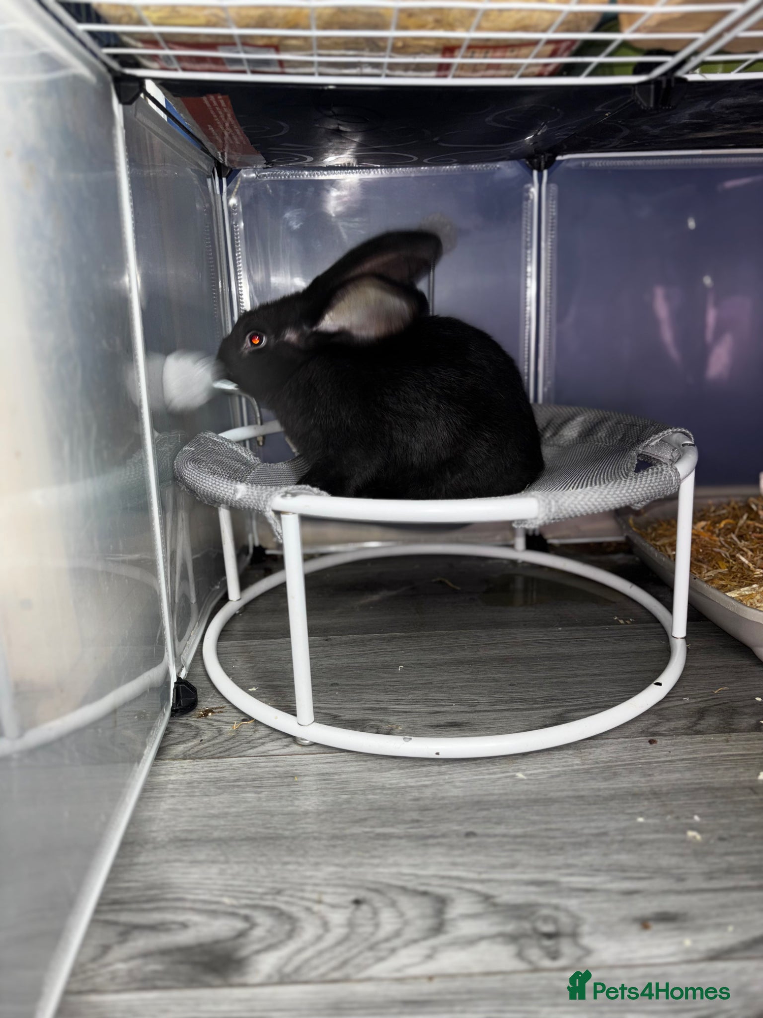 Continental Giant rabbits 1 LEFT GERMAN GIANTS(continentals)  - Advert 10