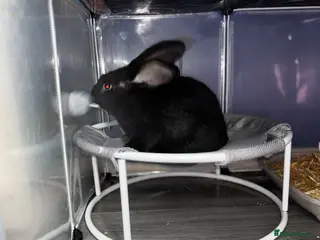 Continental Giant rabbits 1 LEFT GERMAN GIANTS(continentals) - Advert 10