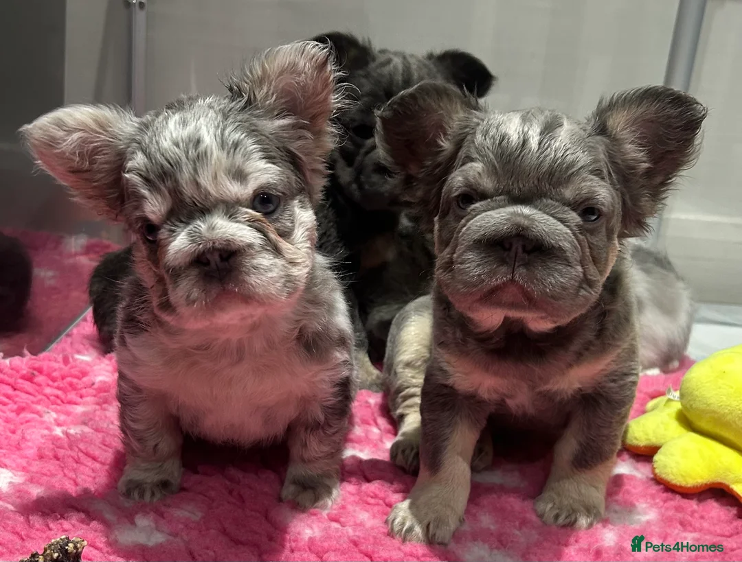 French Bulldog dogs for sale: Fluffy French bulldogs  ** s carrying pink - Advert 34