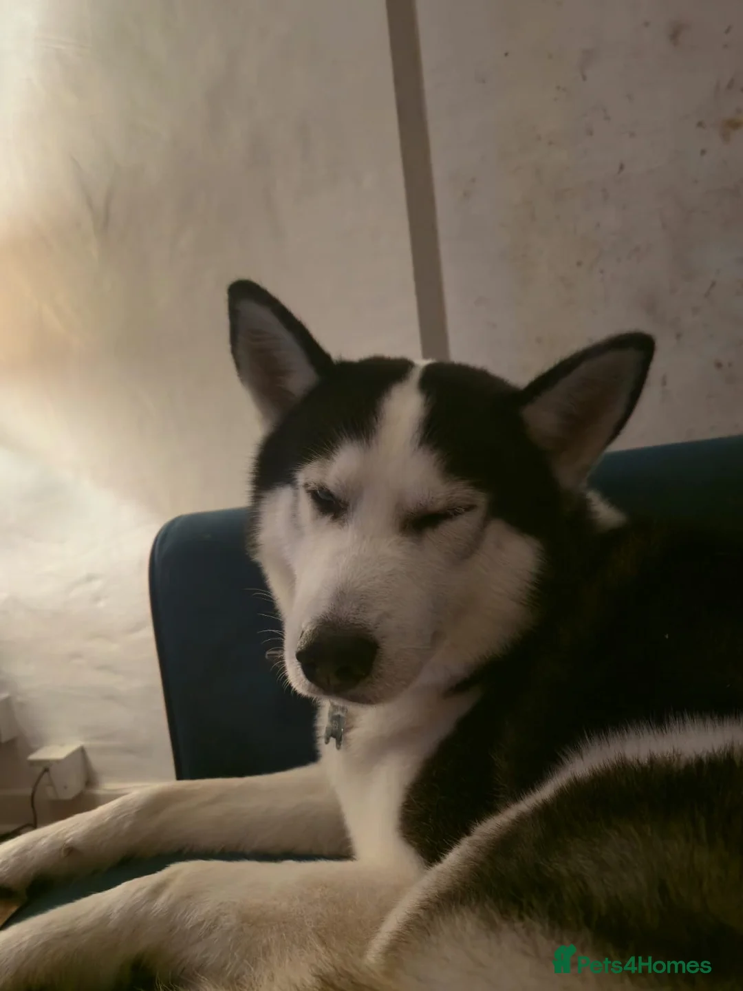 Siberian Husky dogs for sale: Rex, husky for sale - Advert 5