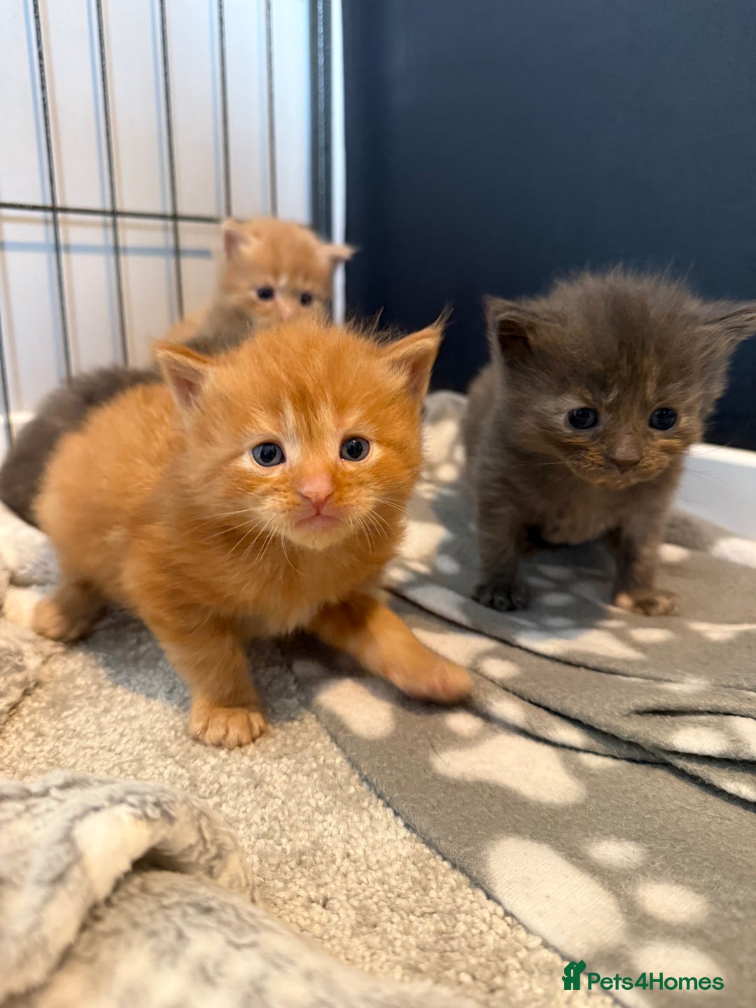Mixed Breed cats for sale: Mainecoon X kittens - Advert 8