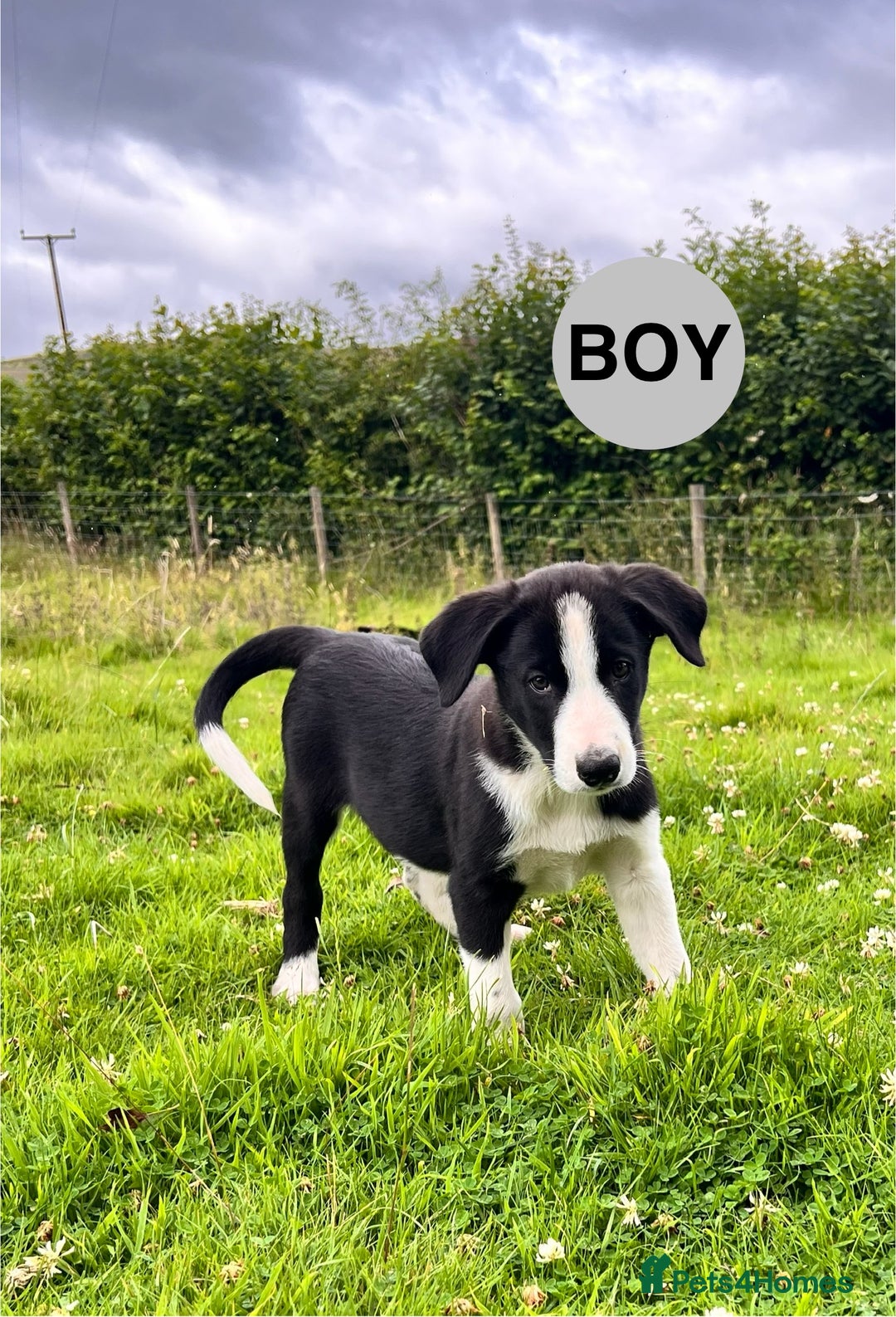 Border Collie dogs for sale: Border Collie pups looking for their forever home - Image 10
