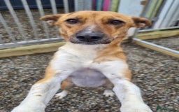 Mixed Breed dogs for adoption: Petal - In Ayr looking for a home  - Image 2