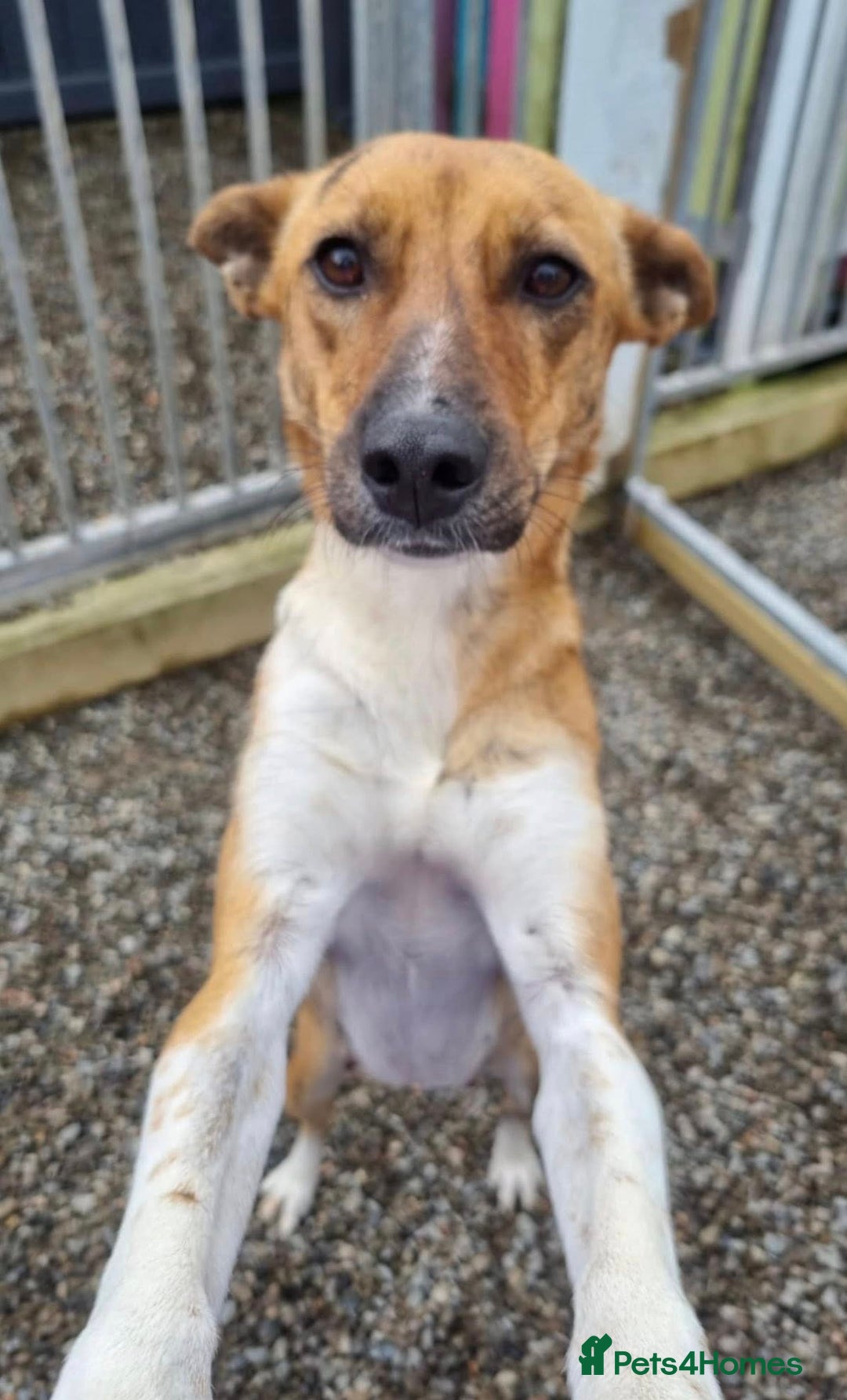 Mixed Breed dogs for adoption: Petal - In Ayr looking for a home  - Image 2