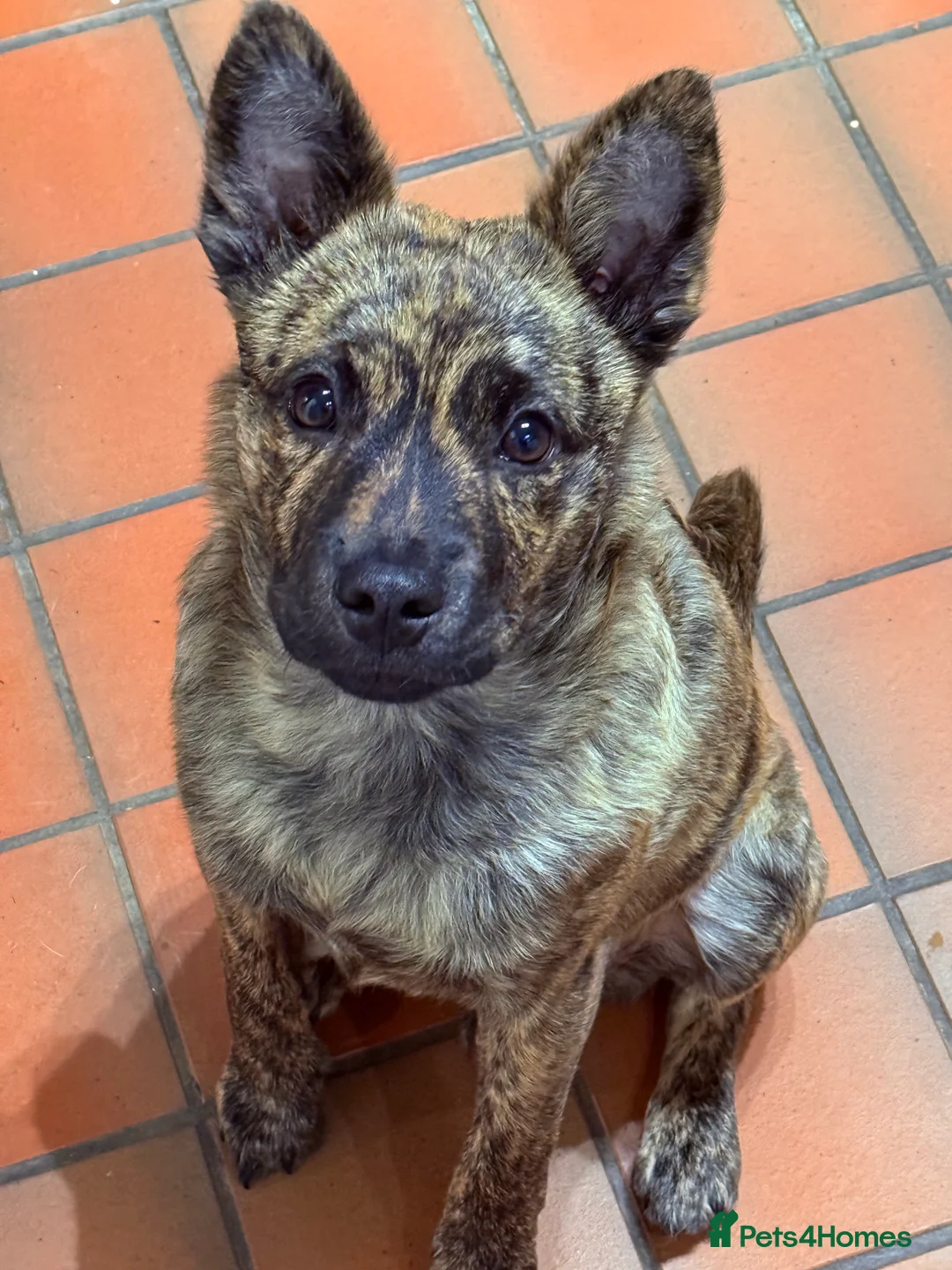 Mixed Breed dogs for sale: Beautiful 6month old puppy  - Advert 1