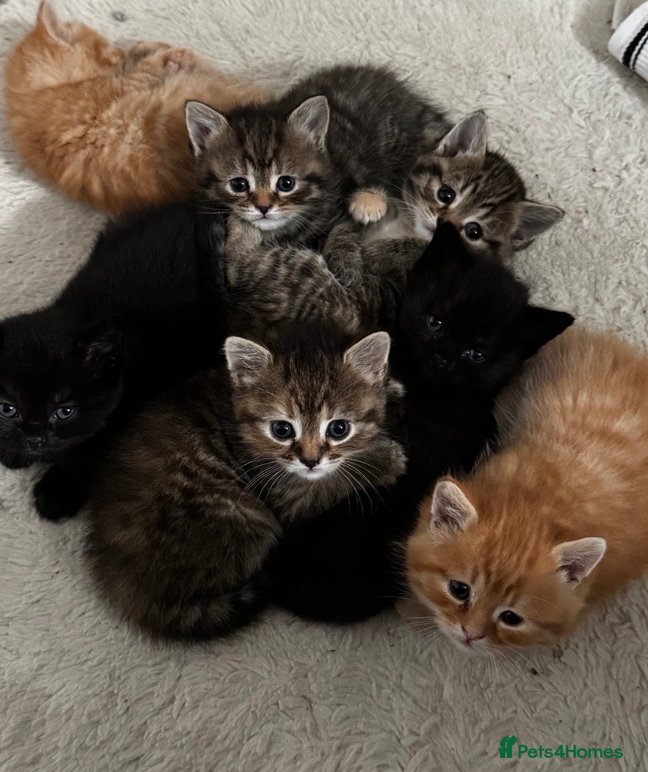 Mixed Breed cats 6 beautiful kittens  - Advert 1