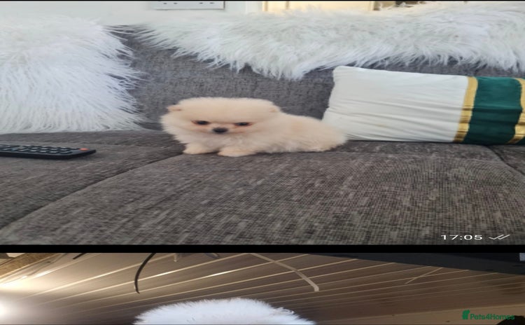 Pomeranian dogs - Advert 3