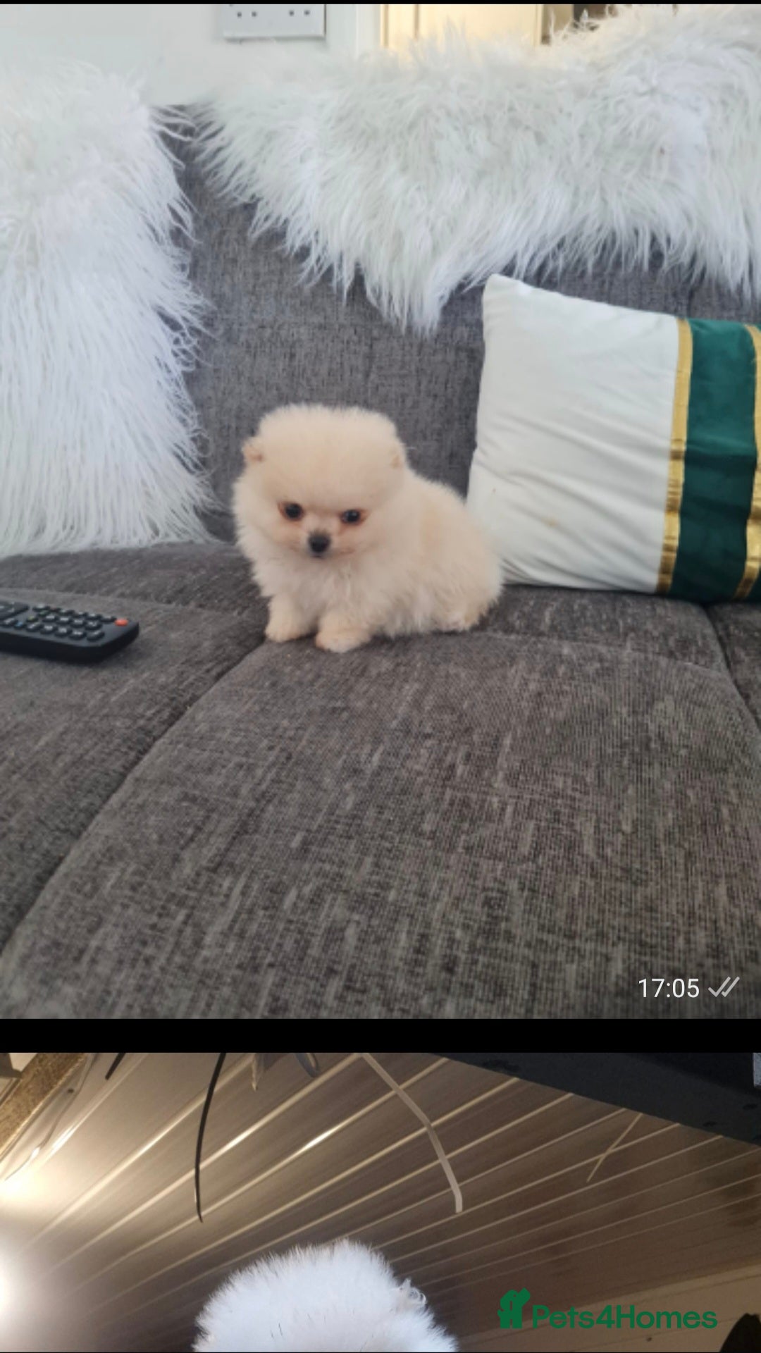 Pomeranian dogs for sale: HIGH QUALITY TEDDY Face POMERANIAN ** 💕💞💓💞💕 - Image 1