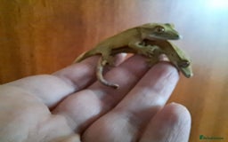 Gecko reptiles for sale: 2 approx 12 week old Crested Geckos - Advert 2