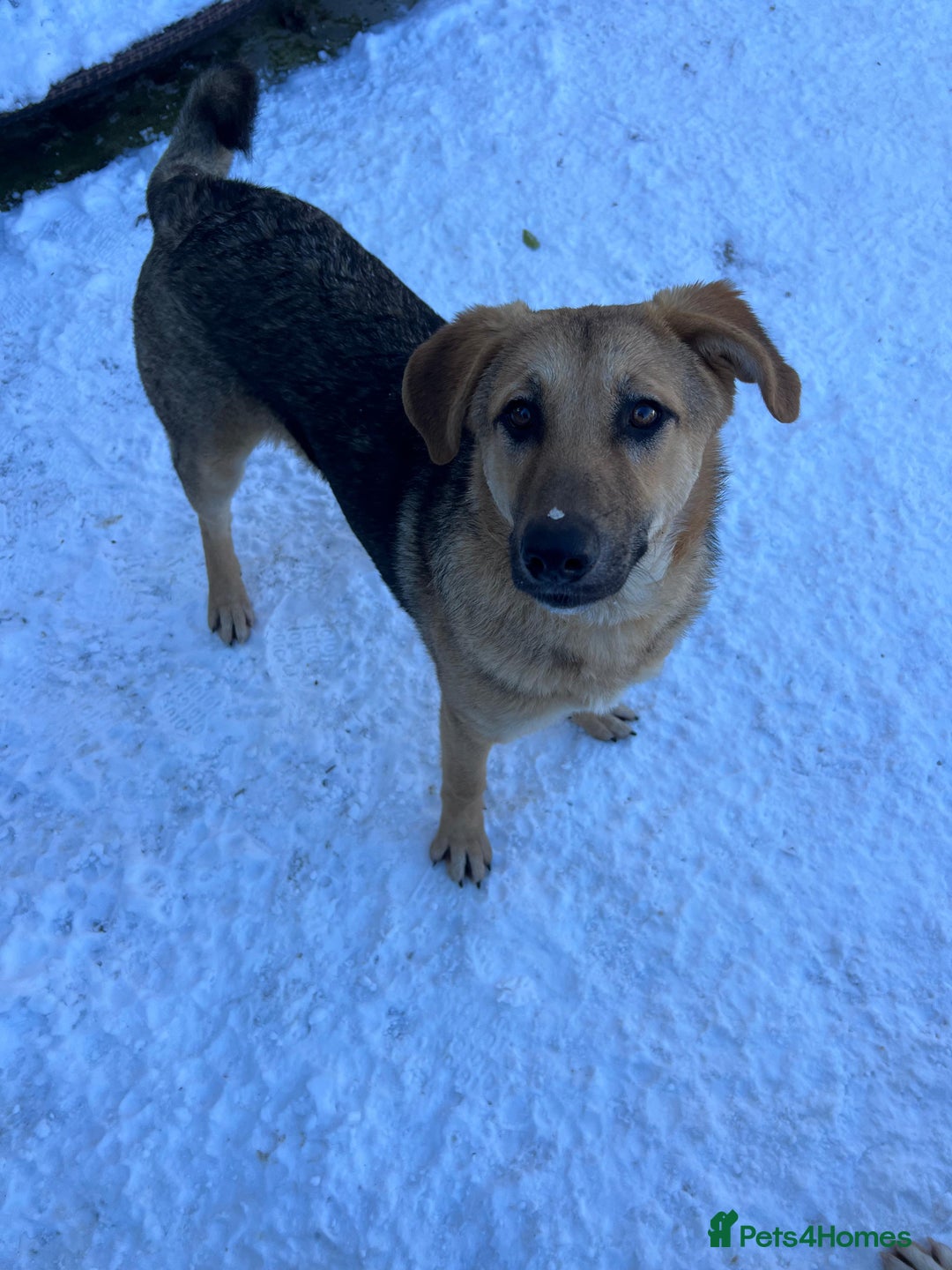 Anatolian Shepherd dogs for adoption: 6.5-Month-Old Anatolian Shepherd Mix Ready For You - Advert 5