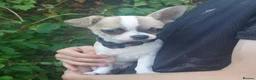 Chihuahua dogs for sale: Apple head chihuahua boy 17w  in Colchester - Advert 4