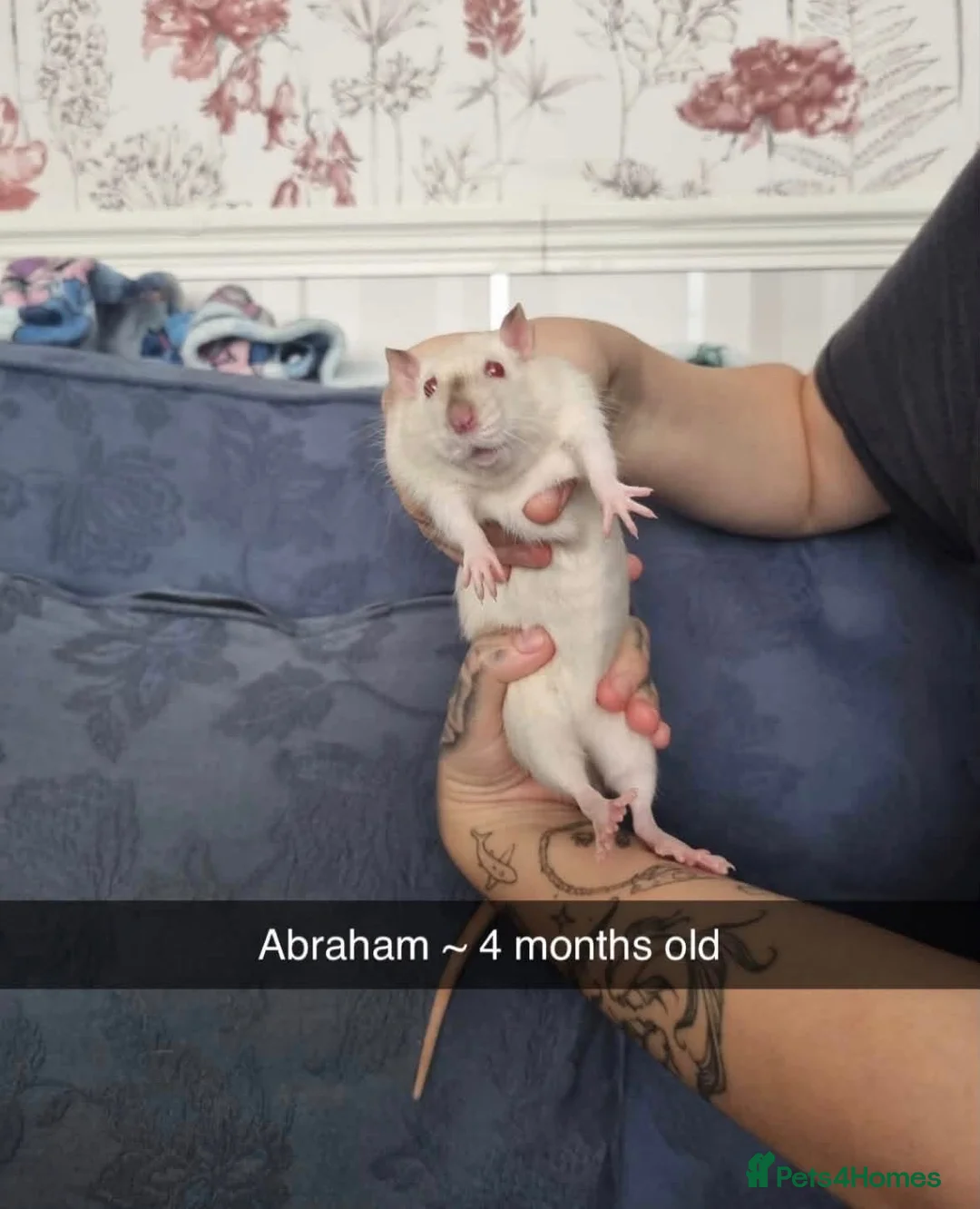 Rat rodents for sale: 5 female rats  - Advert 1