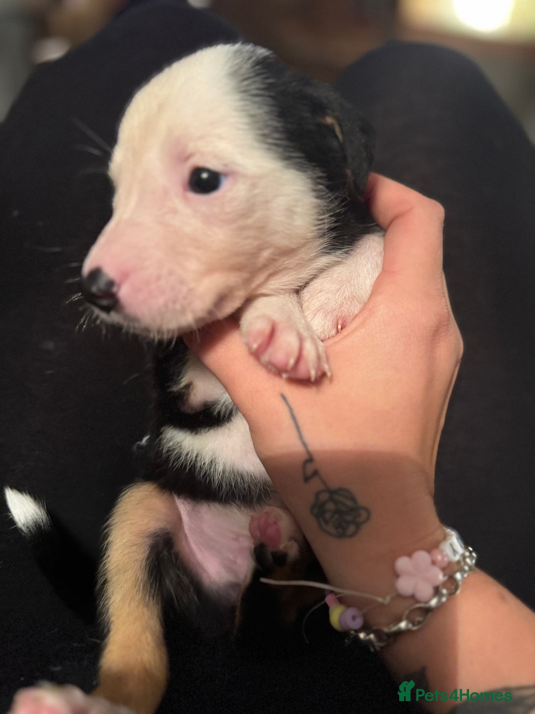 Mixed Breed dogs for sale: Pups for sale  - Advert 20