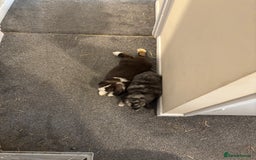 Dwarf Lop rabbits for sale: 2 male dwarf lops - vaccinated and neutered - Advert 6