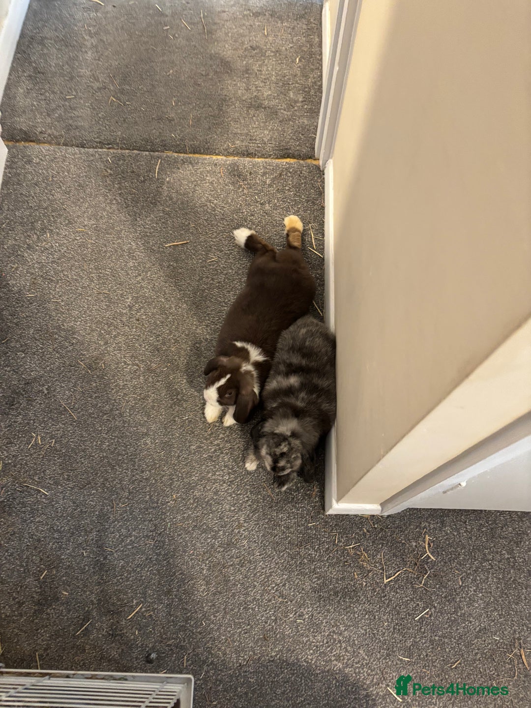 Dwarf Lop rabbits for sale: 2 male dwarf lops - vaccinated and neutered - Advert 6