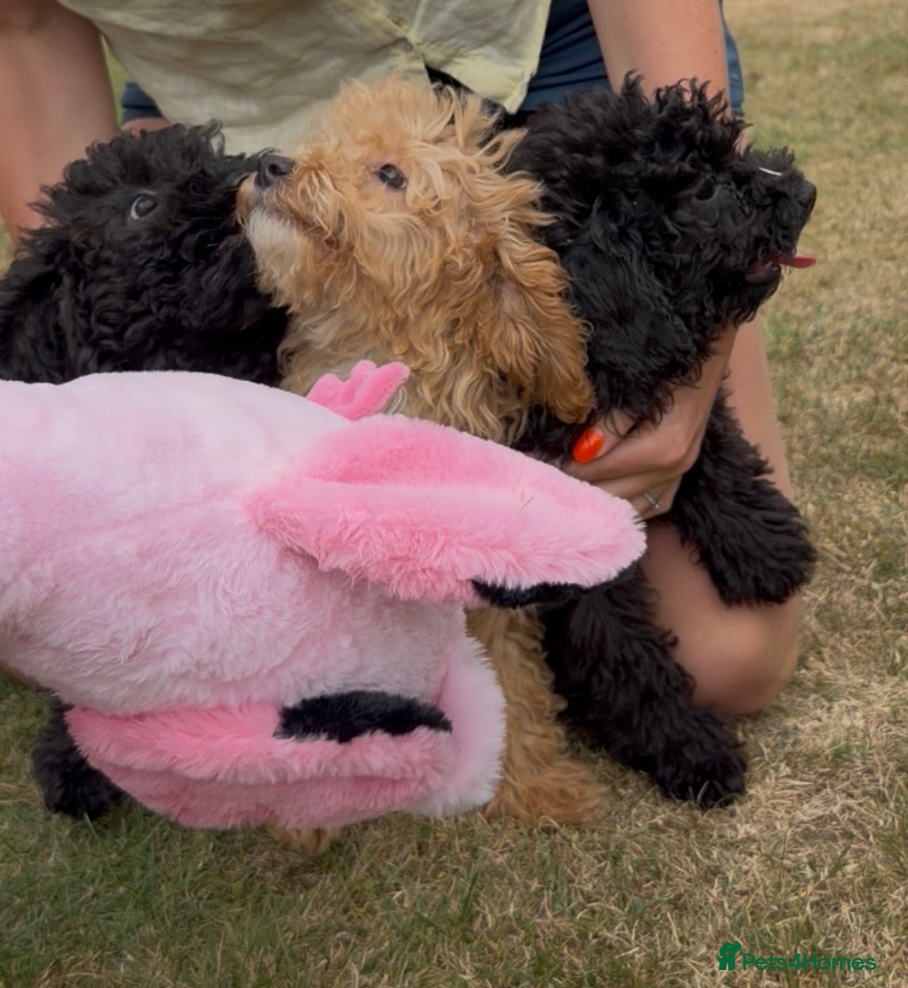 Miniature Poodle dogs Stunning rare miniature poodle pups ready now  - Advert 6