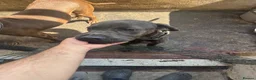 Cane Corso dogs for sale: 8 month old male Cane Corso - Advert 4