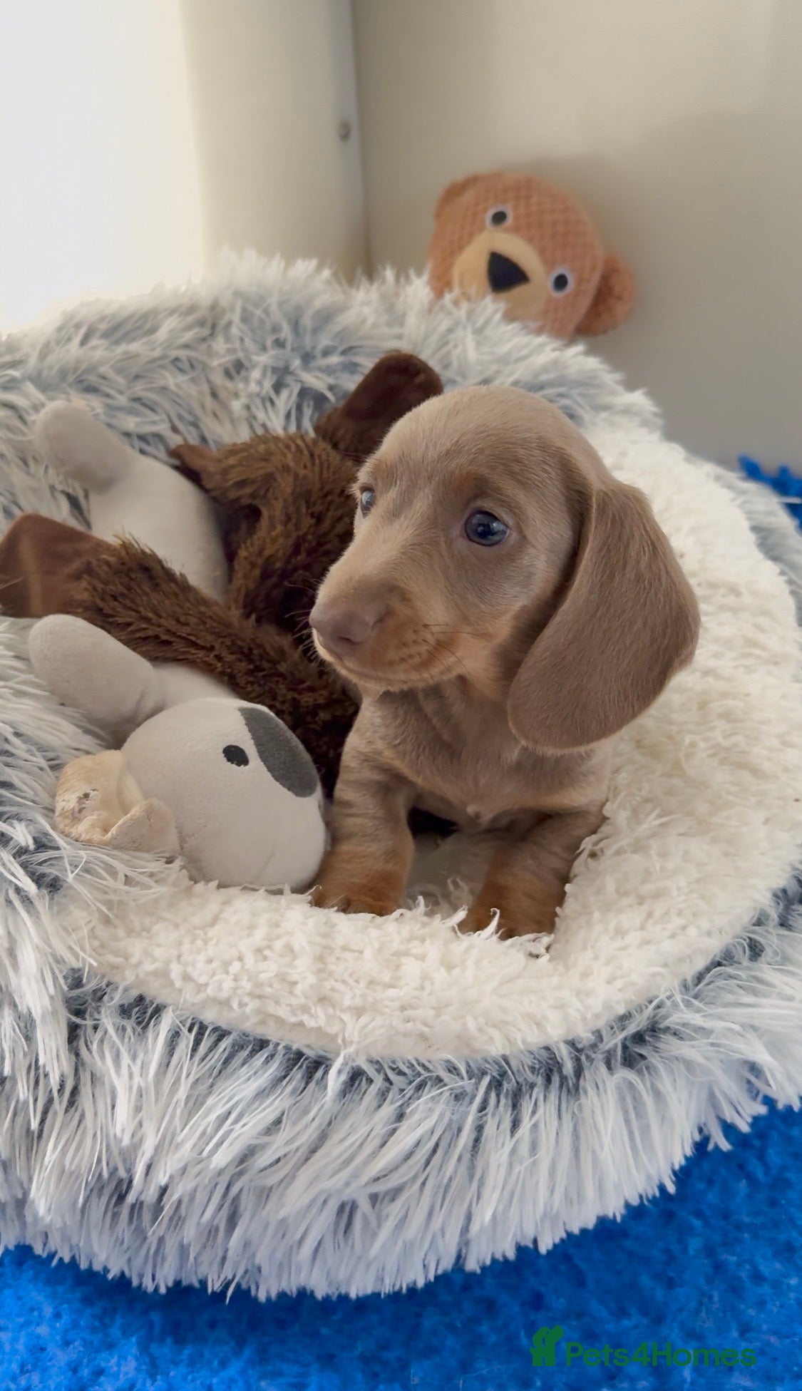 Miniature Dachshund dogs Quality miniature long hair & smooth hair puppy's - Advert 2