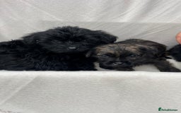 Yorkiepoo dogs for sale: Yorkiepoo puppies  - Image 6